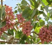 iran pistachio export company ltd
