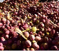 largest producer of pistachios in world