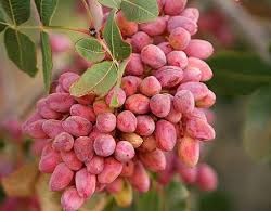 origin of red pistachio