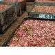 pistachio price per pound 2018 in iran
