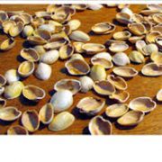 pistachio shells for sale