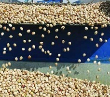 rafsanjan pistachio suppliers