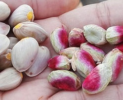 raw pistachio kernels bulk