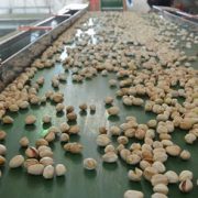 wholesale pistachio iran export price