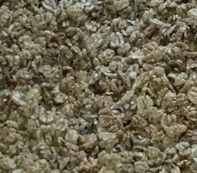 bulk buy walnut kernels online