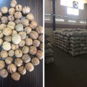wholesale walnuts for sale