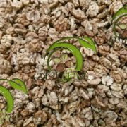 brown halves walnut kernels price